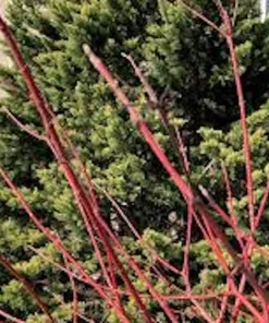 10 Silky Dogwood Tree Bare Root Plants, 12-24 inches, Zones 5-8 - Image 3