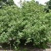 10 Silky Dogwood Tree Bare Root Plants, 12-24 inches, Zones 5-8 - Image 1