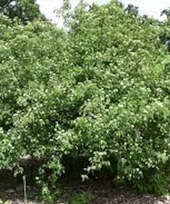 10 Silky Dogwood Tree Bare Root Plants, 12-24 inches, Zones 5-8 - Image 1
