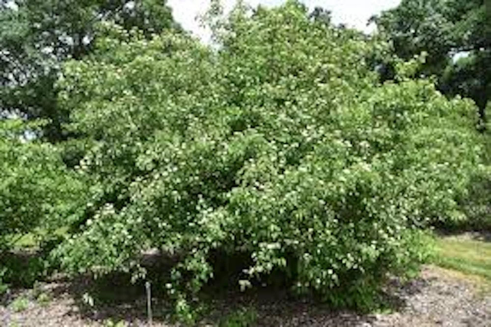 10 Silky Dogwood Tree Bare Root Plants, 12-24 inches, Zones 5-8 - Image 1