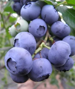 10 Snow Chaser Blueberry Starter Plugs - Southern Highbush Live Plant - Image 5