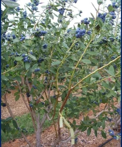 10 Snow Chaser Blueberry Starter Plugs - Southern Highbush Live Plant - Image 8