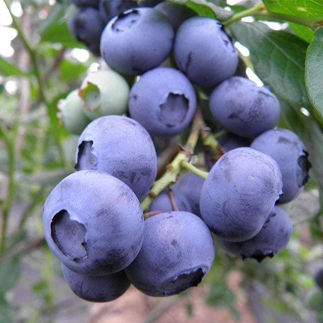 10 Snow Chaser Blueberry Starter Plugs - Southern Highbush Live Plant - Image 1