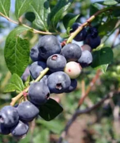 10 Springhigh Blueberry Starter Plugs - Vaccinium corymbosum Live Plant - Image 1