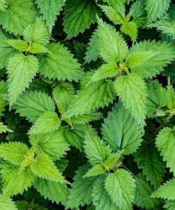 10 Stinging Nettle Bare Root Plants - Organic Urtica dioica Live Plant - Image 10