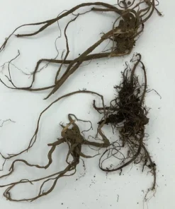 10 Stinging Nettle Bare Root Plants - Organic Urtica dioica Live Plant - Image 3