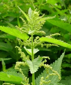 10 Stinging Nettle Bare Root Plants - Organic Urtica dioica Live Plant - Image 5