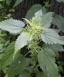 10 Stinging Nettle Bare Root Plants - Organic Urtica dioica Live Plant - Image 6
