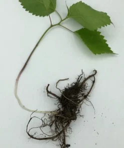 10 Stinging Nettle Bare Root Plants - Organic Urtica dioica Live Plant - Image 8