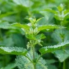 10 Stinging Nettle Bare Root Plants - Organic Urtica dioica Live Plant - Image 1