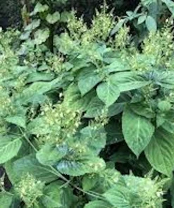 10 Stone Root Bare Root Plants - Organic Perennial Wildflower Transplant - Image 10