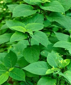 10 Stone Root Bare Root Plants - Organic Perennial Wildflower Transplant - Image 3