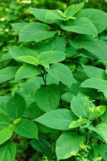 10 Stone Root Bare Root Plants - Organic Perennial Wildflower Transplant - Image 3