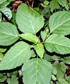 10 Stone Root Bare Root Plants - Organic Perennial Wildflower Transplant - Image 4