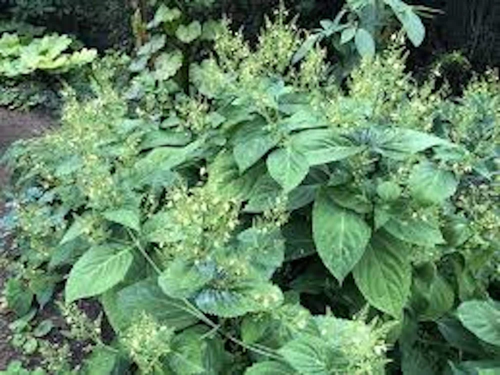 10 Stone Root Bare Root Plants - Organic Perennial Wildflower Transplant - Image 1