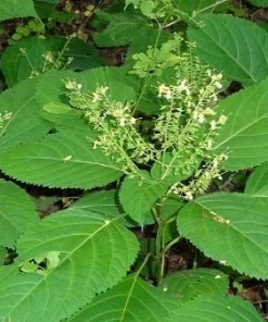 10 Stone Root Bare Root Plants - Organic Perennial Wildflower Transplant - Image 6