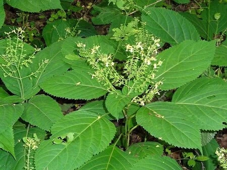 10 Stone Root Bare Root Plants - Organic Perennial Wildflower Transplant - Image 6