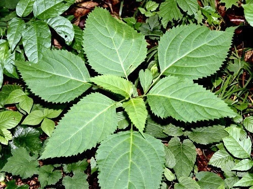 10 Stone Root Bare Root Plants - Organic Perennial Wildflower Transplant - Image 7