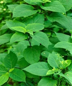 10 Stone Root Bare Root Plants - Organic Perennial Wildflower Transplant - Image 8