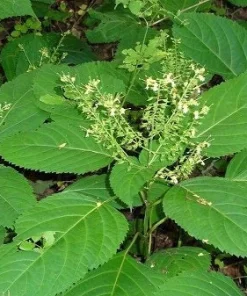 10 Stone Root Bare Root Plants - Organic Perennial Wildflower Transplant - Image 9