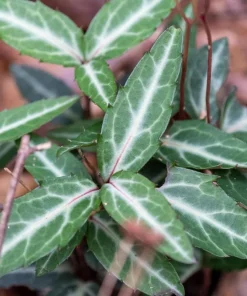10 Striped Wintergreen Bare Root Plants - Chimaphila maculata, Woodland Perennial - Image 2