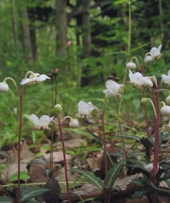 10 Striped Wintergreen Bare Root Plants - Chimaphila maculata, Woodland Perennial - Image 3