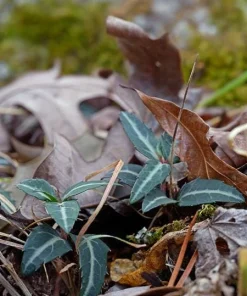 10 Striped Wintergreen Bare Root Plants - Chimaphila maculata, Woodland Perennial - Image 4