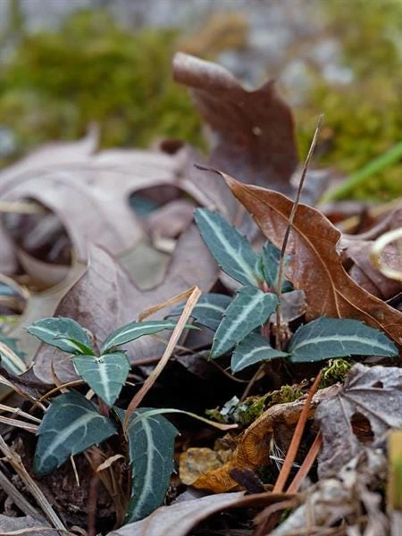 10 Striped Wintergreen Bare Root Plants - Chimaphila maculata, Woodland Perennial - Image 4