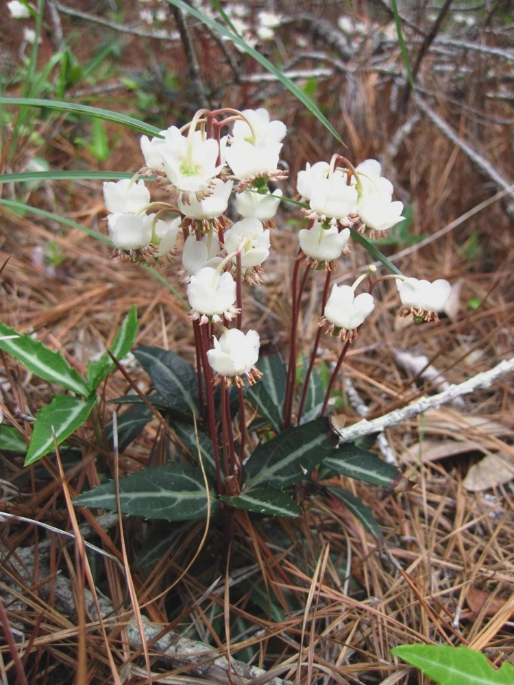 10 Striped Wintergreen Bare Root Plants - Chimaphila maculata, Woodland Perennial - Image 5