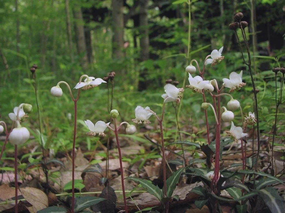 10 Striped Wintergreen Bare Root Plants - Chimaphila maculata, Woodland Perennial - Image 6
