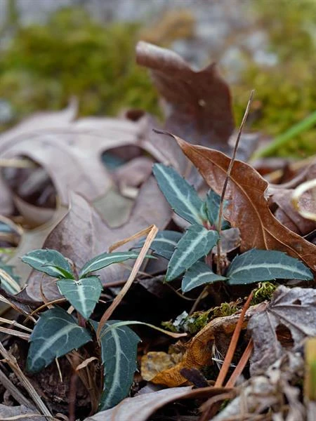 10 Striped Wintergreen Bare Root Plants - Chimaphila maculata, Woodland Perennial - Image 7
