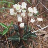 10 Striped Wintergreen Bare Root Plants - Chimaphila maculata, Woodland Perennial - Image 1
