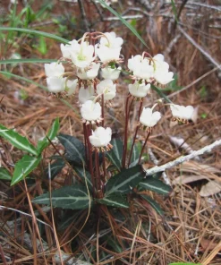 10 Striped Wintergreen Bare Root Plants - Chimaphila maculata, Woodland Perennial - Image 1