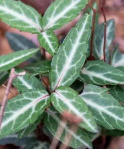 10 Striped Wintergreen Bare Root Plants - Chimaphila maculata, Woodland Perennial - Image 8