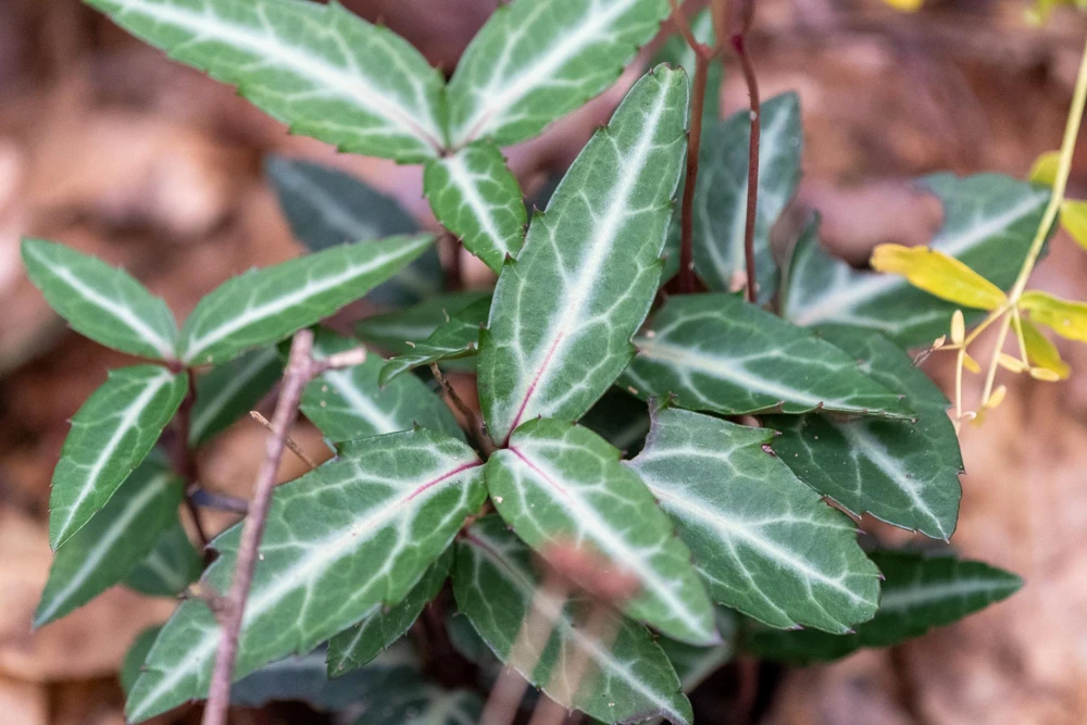 10 Striped Wintergreen Bare Root Plants - Chimaphila maculata, Woodland Perennial - Image 8