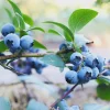 10 Sunshine Blue Blueberry Starter Plugs - Vaccinium corymbosum Live Plant - Image 1