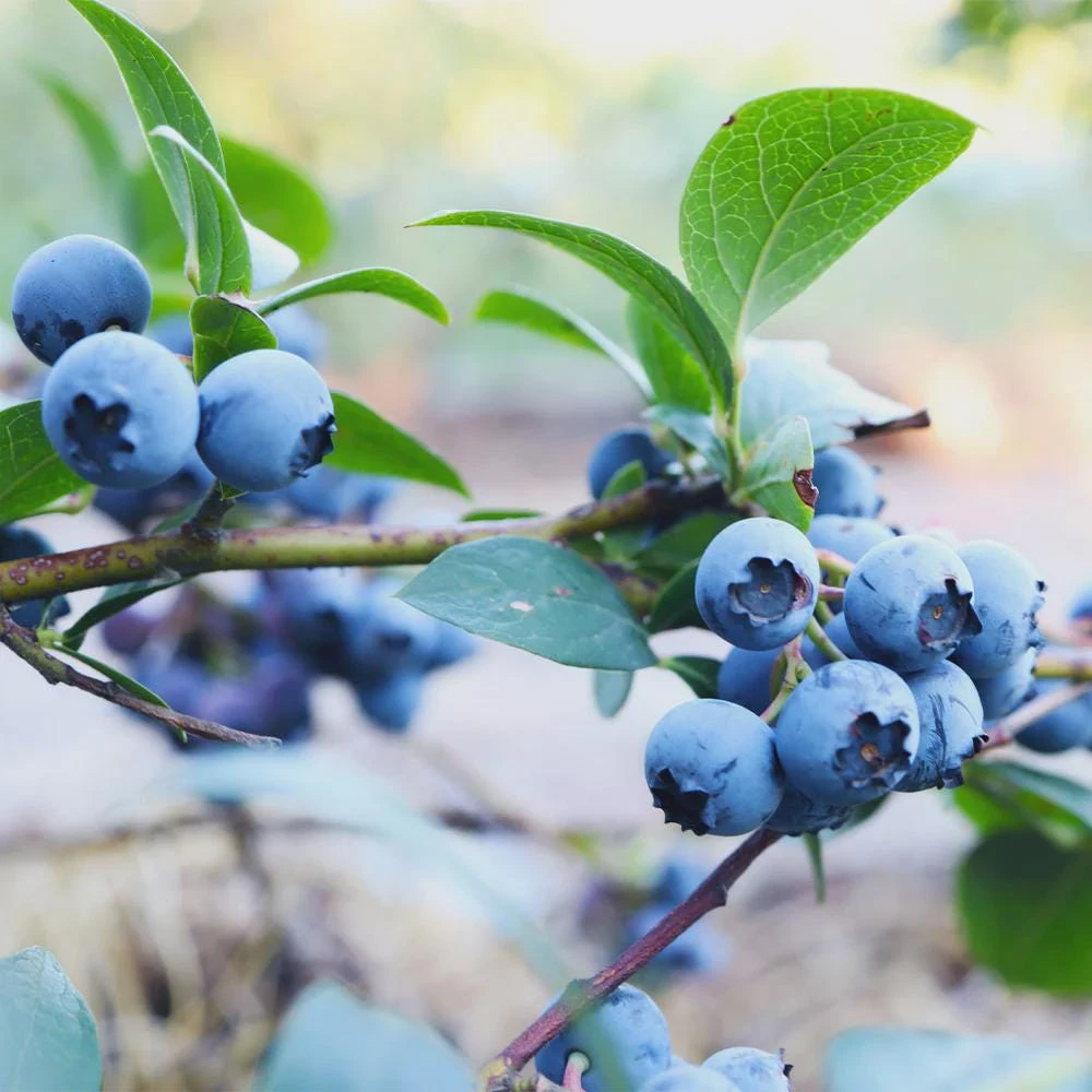 10 Sunshine Blue Blueberry Starter Plugs - Vaccinium corymbosum Live Plant - Image 1