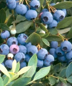 10 Sunshine Blue Blueberry Starter Plugs - Vaccinium corymbosum Live Plant - Image 2