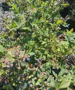 10 Sunshine Blue Blueberry Starter Plugs - Vaccinium corymbosum Live Plant - Image 3