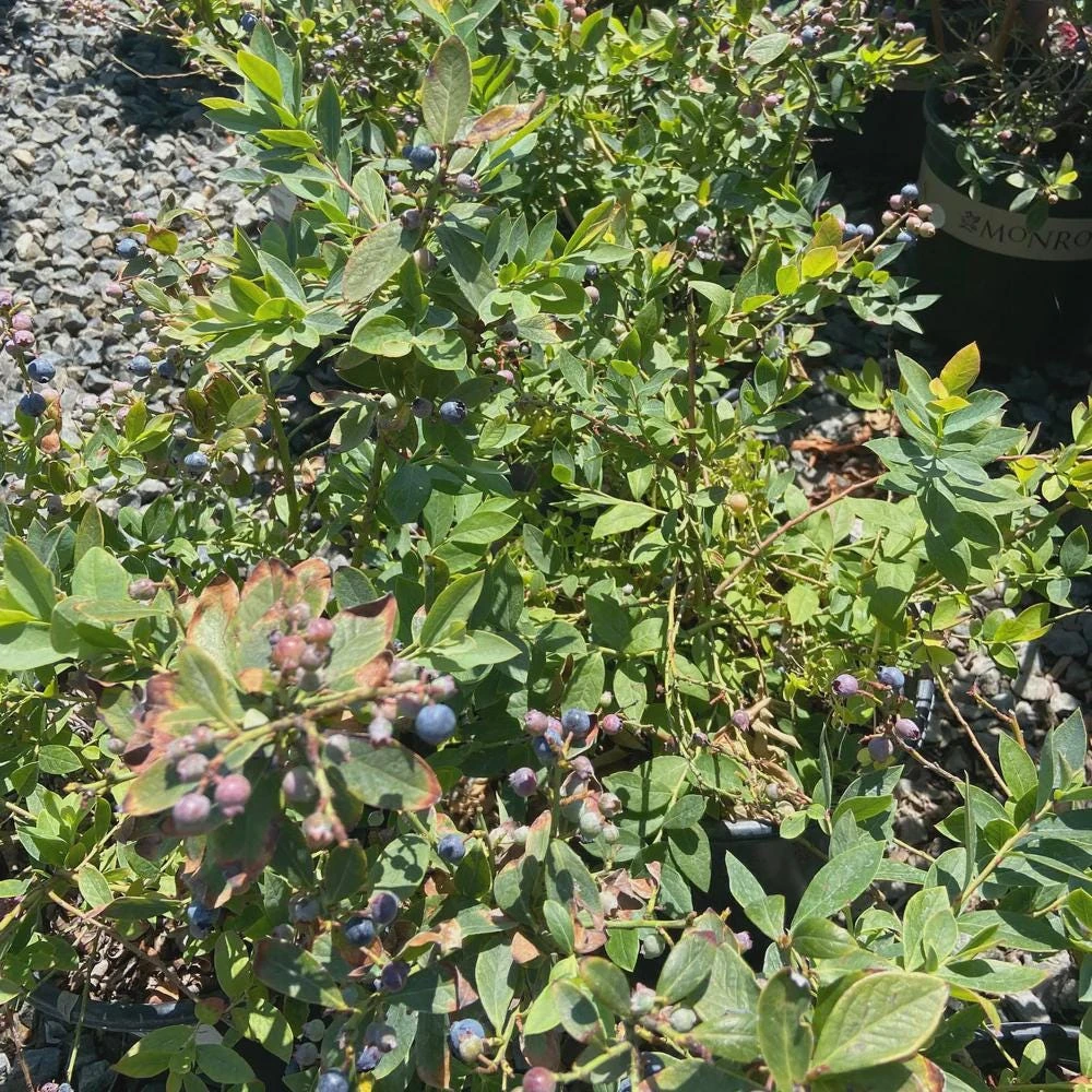 10 Sunshine Blue Blueberry Starter Plugs - Vaccinium corymbosum Live Plant - Image 3