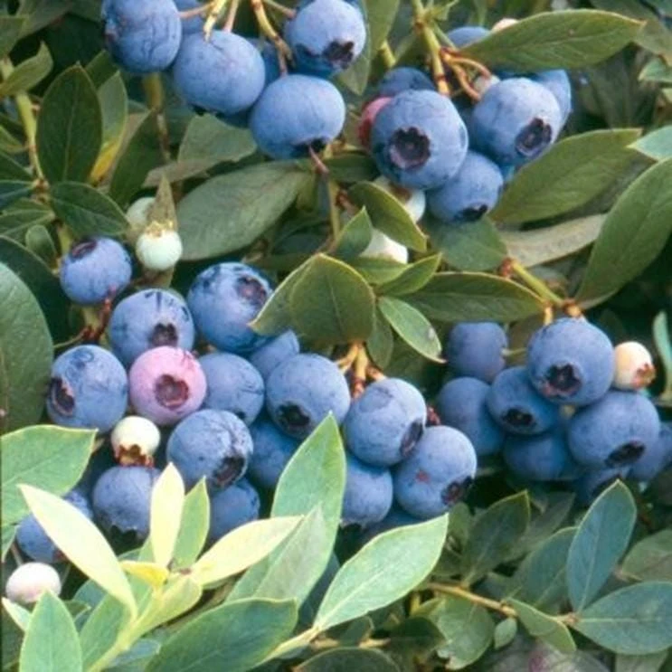 10 Sunshine Blue Blueberry Starter Plugs - Vaccinium corymbosum Live Plant - Image 5