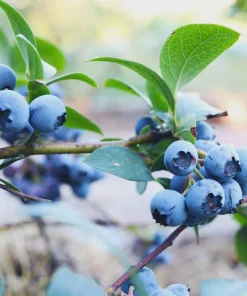 10 Sunshine Blue Blueberry Starter Plugs - Vaccinium corymbosum Live Plant - Image 6