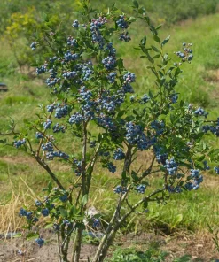 10 Sunshine Blue Blueberry Starter Plugs - Vaccinium corymbosum Live Plant - Image 8