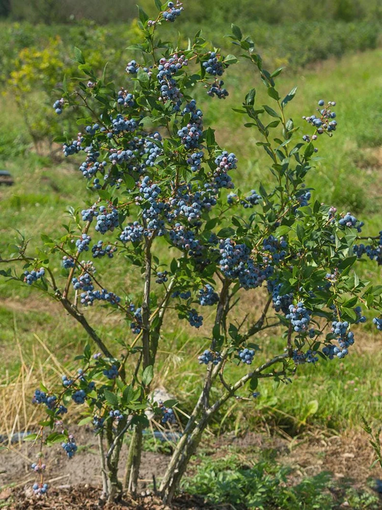 10 Sunshine Blue Blueberry Starter Plugs - Vaccinium corymbosum Live Plant - Image 8