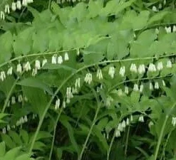 10 True SolomonSeal Plant Polygonatum Biflorum Bare Root Wildflower Native Organic Transplant - Image 2