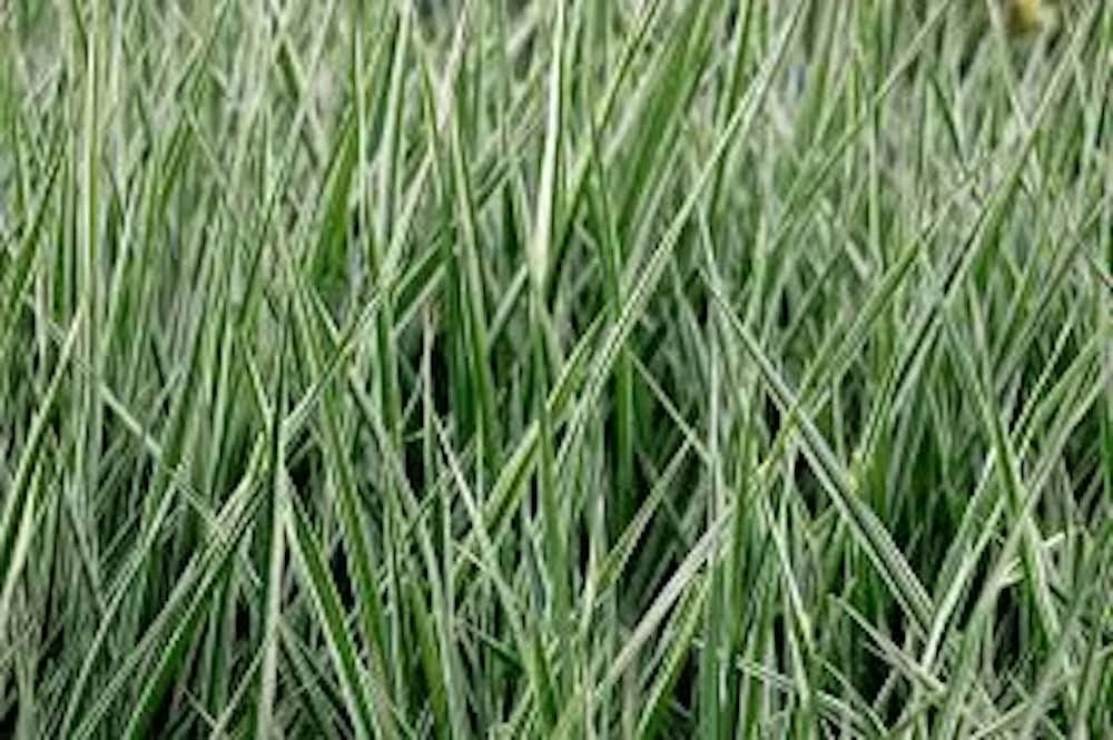 10 Variegated Monkey Grass Bare Roots - Liriope muscari 'Variegata' - Image 2