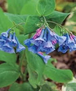 10 Virginia Bluebell Mertensia virginica Wildflower Bare Roots – Perennial - Image 1