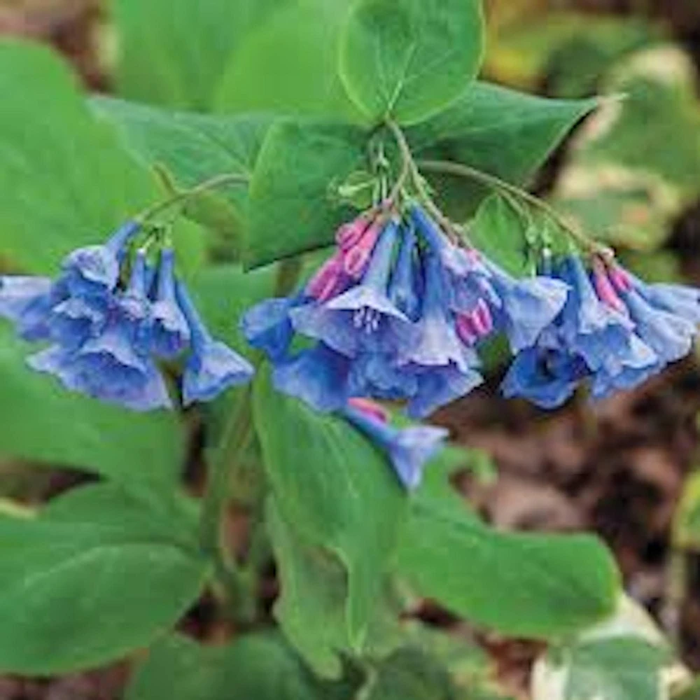 10 Virginia Bluebell Mertensia virginica Wildflower Bare Roots – Perennial - Image 1
