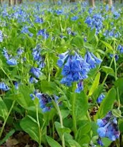 10 Virginia Bluebell Mertensia virginica Wildflower Bare Roots – Perennial - Image 3