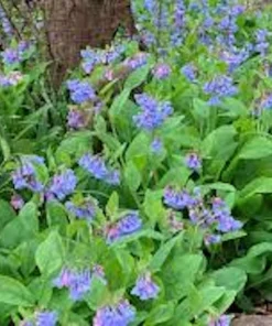 10 Virginia Bluebell Mertensia virginica Wildflower Bare Roots – Perennial - Image 4